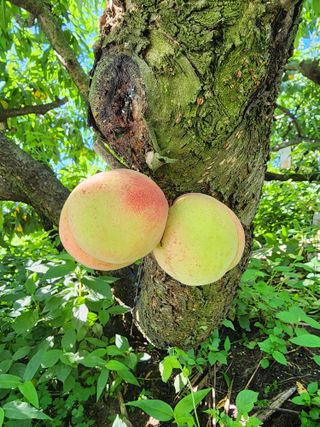 두릅나무6735님의 기타작물 · 영농일지 작성글 사진