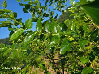 공주유구 구계박만호님의 기타작물 · 영농일지 작성글 사진