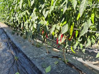 김종열님의 자두 · 영농일지 작성글 사진