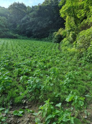 폭포수 아래님의 들깨 · 영농일지 작성글 사진