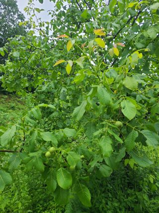 무주설천면 반딧팝님의 기타작물 · 영농일지 작성글 사진