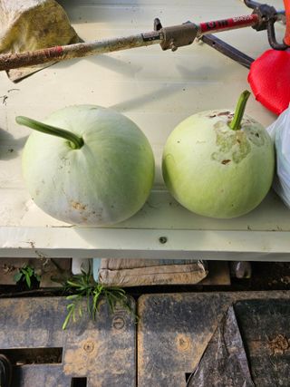 김인수님의 옥수수 · 영농일지 작성글 사진