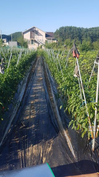 최춘득 청대산 님의 고추 · 영농일지 작성글 사진