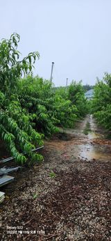 팜모닝 복숭아·영농일지 게시글 이미지