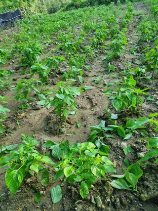 폭포수 아래님의 들깨 · 영농일지 작성글 사진