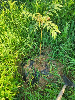박병한님의 고구마 · 영농일지 작성글 사진