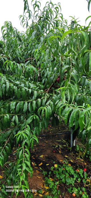 이응철님의 복숭아 · 영농일지 작성글 사진