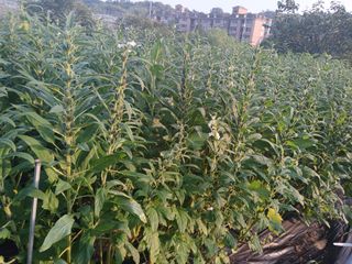 플러스텃밭주인님의 참깨 · 영농일지 작성글 사진