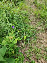 팜모닝 기타작물·영농일지 게시글 이미지