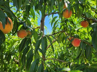 박유순님의 복숭아 · 영농일지 작성글 사진