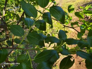 공주유구 구계박만호님의 기타작물 · 영농일지 작성글 사진