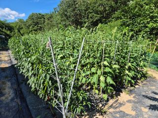 김종열님의 자두 · 영농일지 작성글 사진