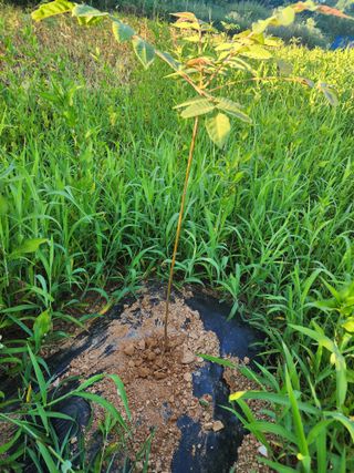 박병한님의 고구마 · 영농일지 작성글 사진