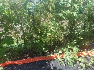 正覺님의 기타작물 · 영농일지 작성글 사진