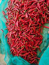 팜모닝 고추·영농일지 게시글 이미지