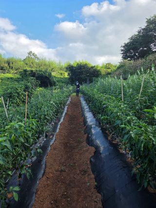 정의영님의 고추 · 영농일지 작성글 사진