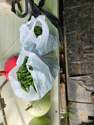 김인수님의 옥수수 · 영농일지 작성글 사진