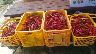 최춘득 청대산 님의 고추 · 영농일지 작성글 사진