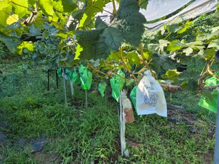 김종열님의 자두 · 영농일지 작성글 사진