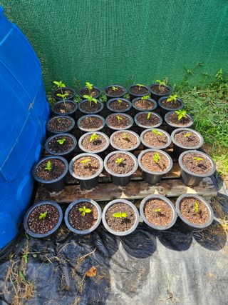 김인수님의 옥수수 · 영농일지 작성글 사진