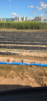 팜모닝 기타작물·영농일지 게시글 이미지