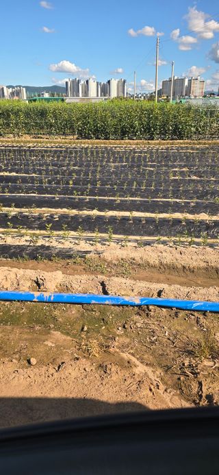 장동휘님의 기타작물 · 영농일지 작성글 사진