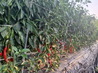 플러스텃밭주인님의 고추 · 영농일지 작성글 사진