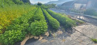 박상중님의 참깨 · 영농일지 작성글 사진