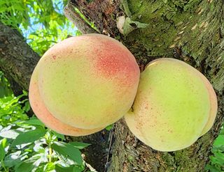 두릅나무6735님의 기타작물 · 영농일지 작성글 사진