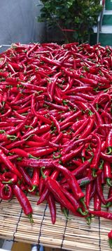 팜모닝 기타작물·영농일지 게시글 이미지