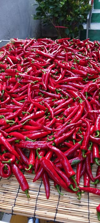 김 연님의 기타작물 · 영농일지 작성글 사진