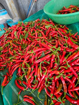 유명숙님의 고추 · 영농일지 작성글 사진