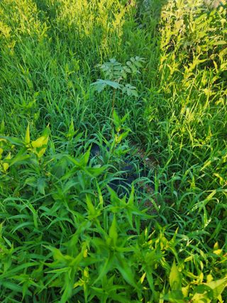 박병한님의 고구마 · 영농일지 작성글 사진