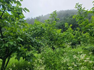 무주설천면 반딧팝님의 기타작물 · 영농일지 작성글 사진