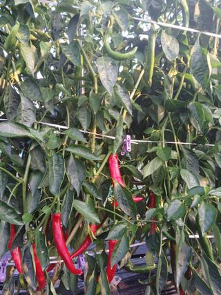 플러스텃밭주인님의 고추 · 영농일지 작성글 사진