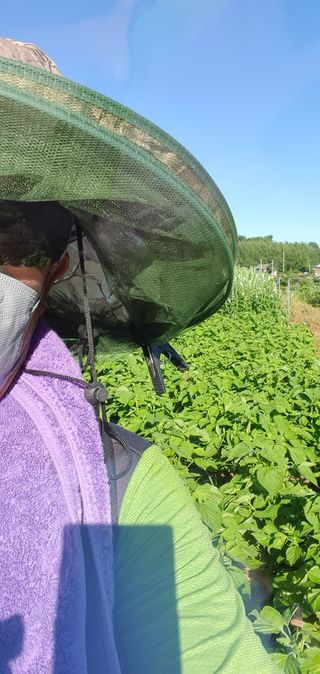 전주이상권님의 참깨 · 영농일지 작성글 사진