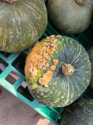 장안님의 호박 · 영농일지 작성글 사진