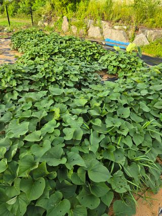 임기억님의 파 · 영농일지 작성글 사진