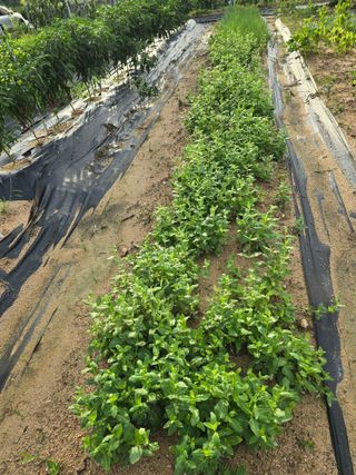 임기억님의 파 · 영농일지 작성글 사진