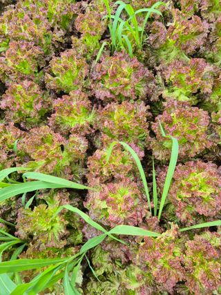 병풍취산채농원님의 상추 · 영농일지 작성글 사진