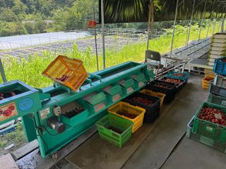 연재홍님의 토마토 · 영농일지 작성글 사진