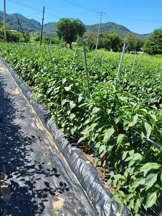 김성열님의 고추 · 영농일지 작성글 사진