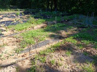 형남영님의 기타작물 · 영농일지 작성글 사진