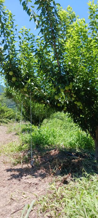 김 연님의 기타작물 · 영농일지 작성글 사진