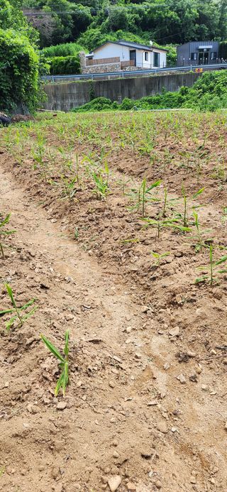 최군환님의 참깨 · 영농일지 작성글 사진