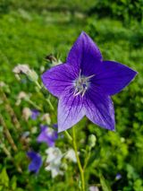 팜모닝 매실·영농일지 게시글 이미지