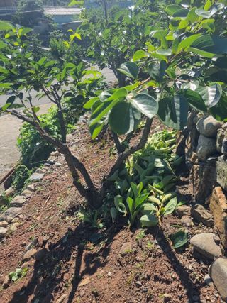 김용대님의 기타작물 · 영농일지 작성글 사진