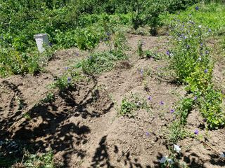 매실향기차향기님의 매실 · 영농일지 작성글 사진