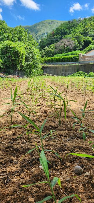 최군환님의 참깨 · 영농일지 작성글 사진