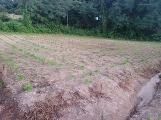 이혜정님의 들깨 · 영농일지 작성글 사진